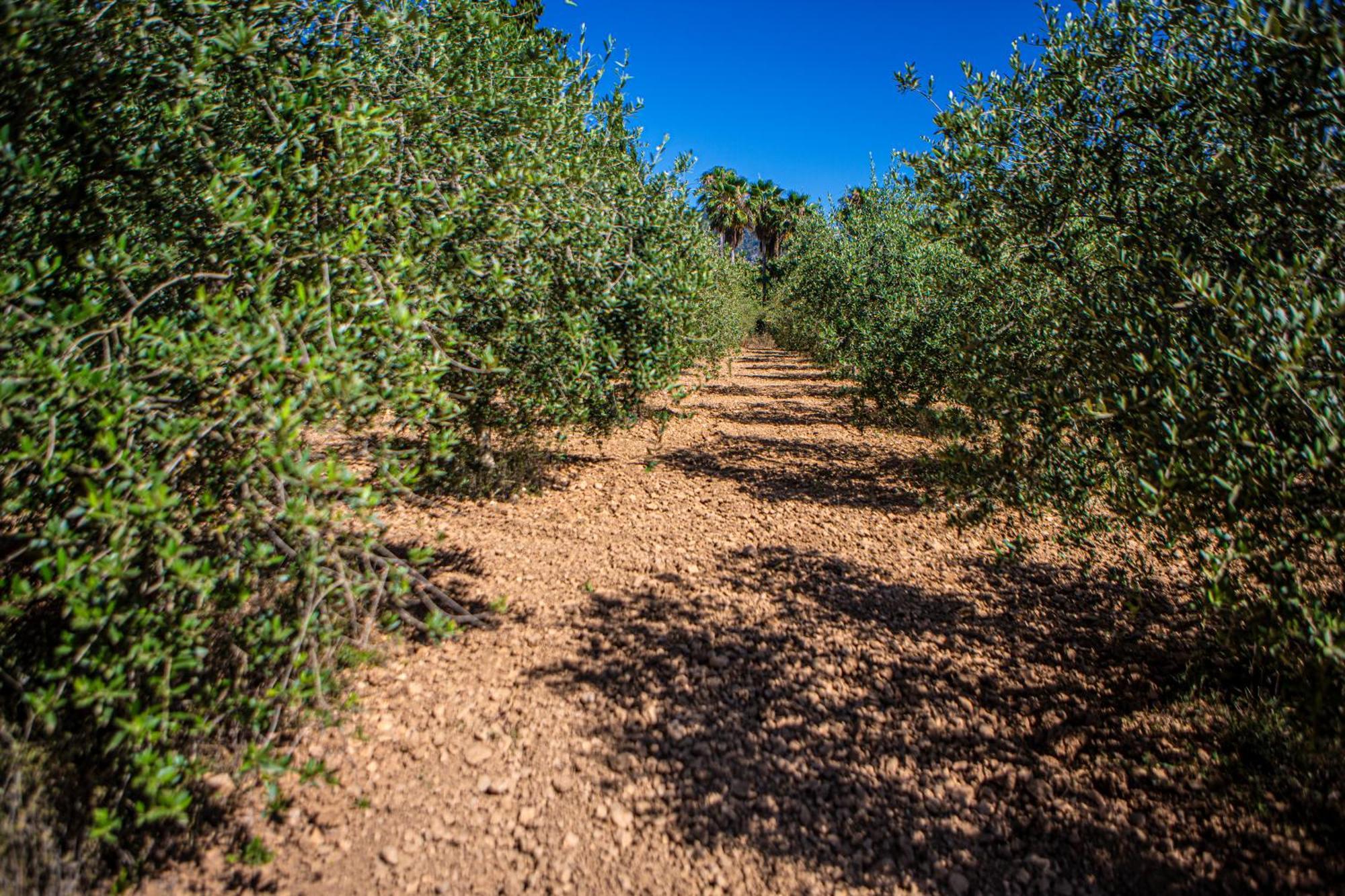 הוילה אלרו Son Ribes מראה חיצוני תמונה